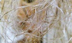 Le printemps des poètes