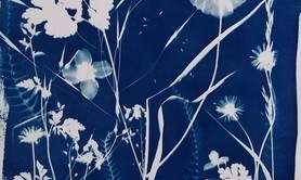 STAGE de CYANOTYPE 