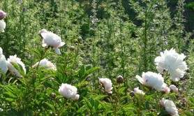 Les Jardins de la Régie