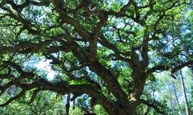 Arbre Remarquable - Le chêne liège
