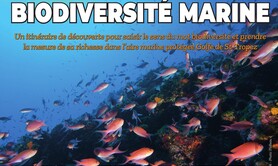 Voyage en biodiversité marine