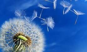 ZoomRédacArtiste -  Création de textes poétiques pour illuminer vos tableaux