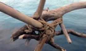 CIEL, RUISSEAU, RACINES