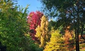 Dimanches d'Automne