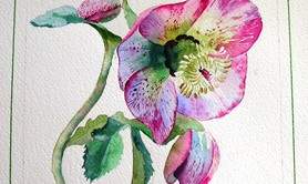 Hélène Cloître - Découvrez l'aquarelle et sa sensibilité