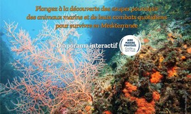 Guerres et paix sous-marines