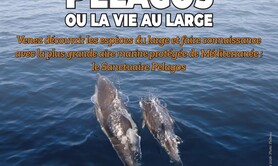 Pelagos ou la vie au large : diaporama interactif