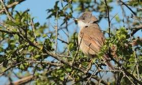 Sentier de découverte du plateau d'Argentine