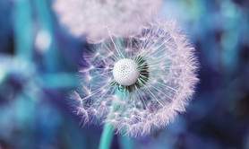 Présence Vocale - Accordeuse de voix - Coaching de la voix parlée et chantée