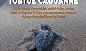 L’odyssée de la tortue caouanne