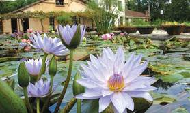 Le Jardin des Nénuphars Latour-Marliac