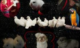 Rey-Vivoll & Ly-Anne Magiciens - Le Magicien et l'enfant