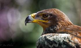 Le Parc aux Rapaces 