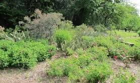 Jardin Pimpinellifolia