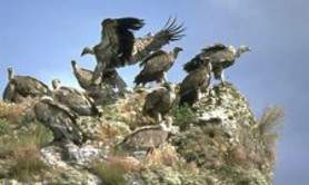 Ligue pour la protection des oiseaux