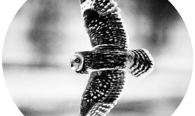 EPURES SAUVAGES, Photograp Vincent RILLARDON
