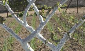 Journées mondiales de l'art de l'espalier 