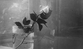 Exposition Pixels et poétique