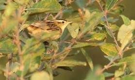 Réserve naturelle des dunes et marais d'Hourtin