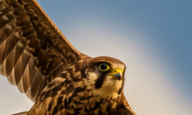 Isabelle Pratali - Haut vol - Contes italiens Inspirés du Décaméron, de Giovanni Boccaccio