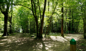 Bois de Margnat