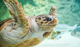 Aquarium de Biarritz 