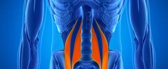 Stage Méthode Feldenkrais™ : Le Muscle Psoas