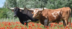 Longhorn Ranch