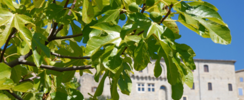 Verger conservatoire du figuier
