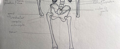Dessin - les fondamentaux de l'anatomie