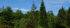 Arboretum de la Ferté Vidame