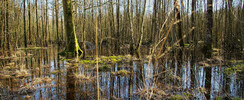 Forêt humide des Mousseuses