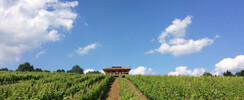 La Cabane dans les Vignes