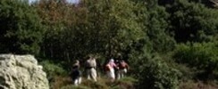 Tafanari -