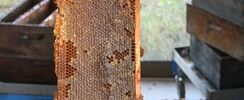 Musée Vivant de l'Apiculture Gâtinaise