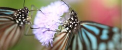 Envole-toi, papillon! - A la découverte de soi!