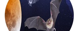Nuit de la Chauve-souris conférence et balade nocturne