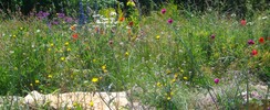 Jardin du naturaliste