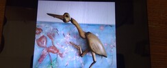 Cie Les Streuhbles - Ateliers marionnettes