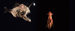20000 lieues sous les mers
