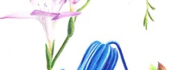 Croquis aquarellés dans les jardins de Quimper 