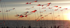 Alain Micquiaux - Cerf-volant d'art