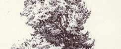 Stage de dessin du paysage : les arbres, rochers....