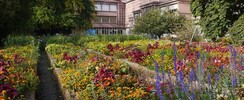 JARDIN DOMINIQUE ALEXANDRE - GODRON
