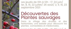 Sorties nature - Balades sensorielles / Découvertes plantes sauvages