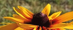 TRACER la beauté, art et création en Cévennes