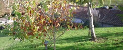 L'Arboretum du Père Armand David