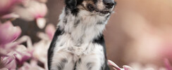 Stardust Photographie - Vos chiens : les stars!