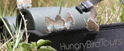 Hungry Bird Tours