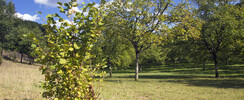 Ecomusée de la Noix du Périgord-Huilerie d'Aiguevive